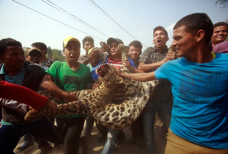 ATTENTION EDITORS - VISUAL COVERAGE OF SCENES OF INJURY OR DEATH Locals carry a dead leopard which was killed after wandering into the town in Kathmandu April 10, 2013. The leopard attacked and injured 15 people including 3 policemen before it was killed, according to local media. REUTERS/Navesh Chitrakar (NEPAL - Tags: SOCIETY ANIMALS) TEMPLATE OUT - RTXYG0V