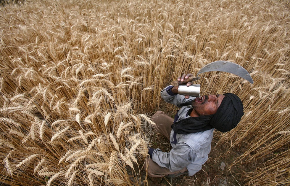 A laborer takes a break to drink some water while harvesting a wheat crop in the Indian village of Jhanpur. Ajay Verma is a freelance photographer, working out of Delhi for Reuters.