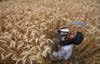 A laborer takes a break to drink some water while harvesting a wheat crop in the Indian village of Jhanpur. Ajay Verma is a freelance photographer, working out of Delhi for Reuters.