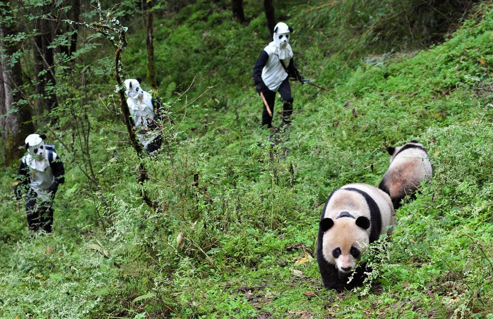 Researchers try to approach giant panda Taotao and its mother Caocao in Wolong National Nature Reserve in China.