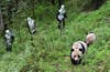 Researchers try to approach giant panda Taotao and its mother Caocao in Wolong National Nature Reserve in China.