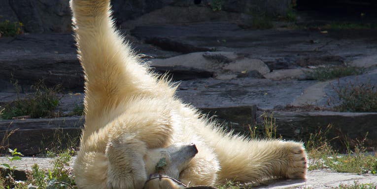 Photo of the Day: Meet Wolodja, The Polar Bear