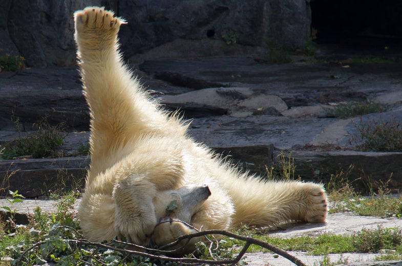 Wolodja, a young male polar bear plays in its enclosure at the animal park in Berlin-Friedrichsfelde, Germany, Friday, Aug. 23, 2013. The two-year-old male bear was born on Nov. 27, 2011 in Moscow and arrived in Berlin on Aug. 9, 2013. In Berlin, Wolodja is meant to be a mate for female polar bear Tonja. (AP Photo/dpa, Susanne Petersohn)