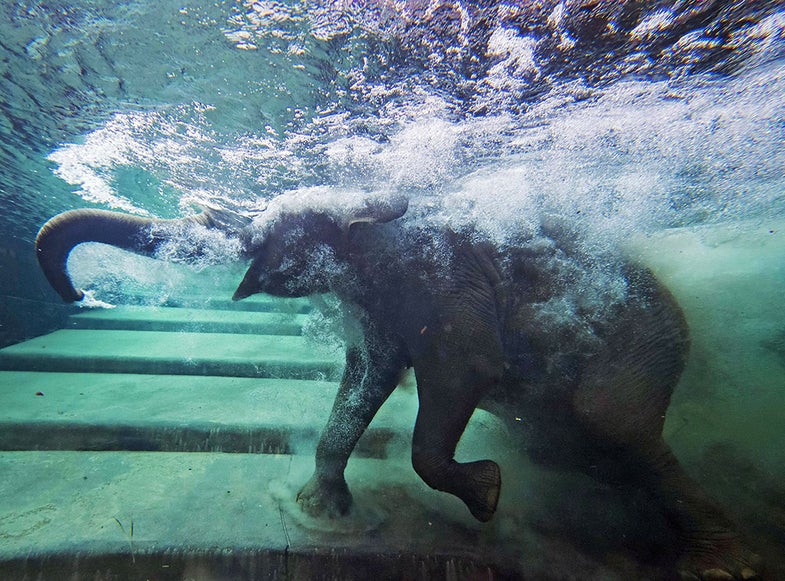 An elephant immerses behind a window in the elephants' indoor pool at the Zoo in Leipzig, Germany, Tuesday, Aug. 5, 2014. (AP Photo/Jens Meyer)
