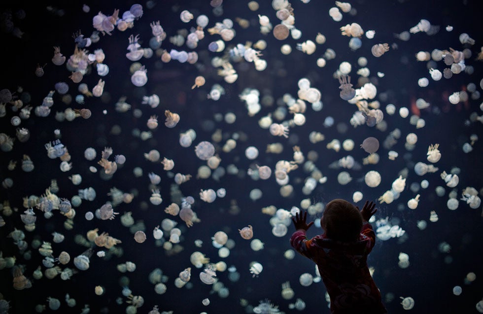 A child watches jellyfish swim in a large tank at the Vancouver Aquarium in Vancouver, British Columbia. Andy Clark is a freelance photographer based in British Columbia, shooting for Reuters. See more of his work <a href="http://www.americanphotomag.com/photo-gallery/2013/04/photojournalism-week-april-5-2013">here</a>.