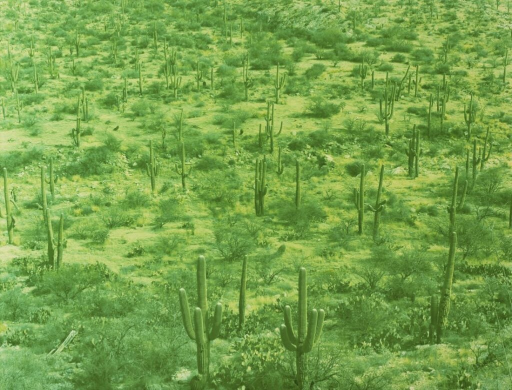 Saguaro Field, Tucson, Arizona, 2013