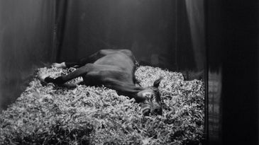 While You Were Out: Andrea Modica’s Horse Sense