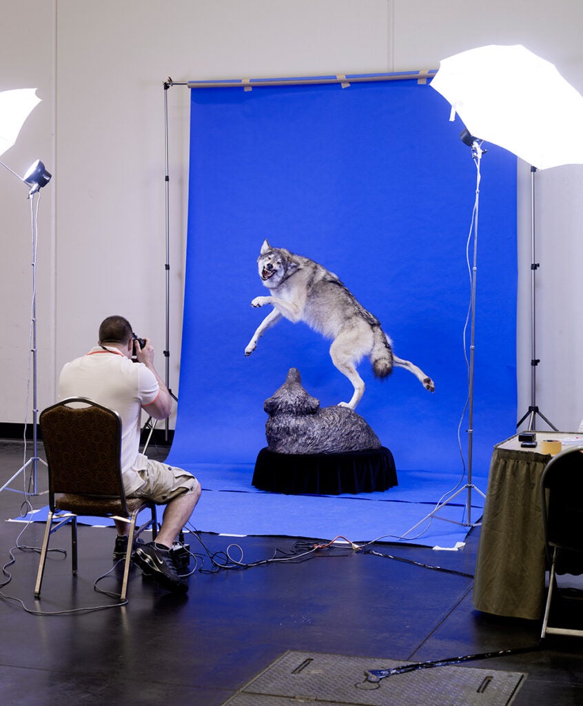 A wolf being photographed by Breakthrough magazine. The wolf is made by Carolin Brak-Dolny, Frankford, ON, Canada.