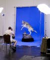 A wolf being photographed by Breakthrough magazine. The wolf is made by Carolin Brak-Dolny, Frankford, ON, Canada.