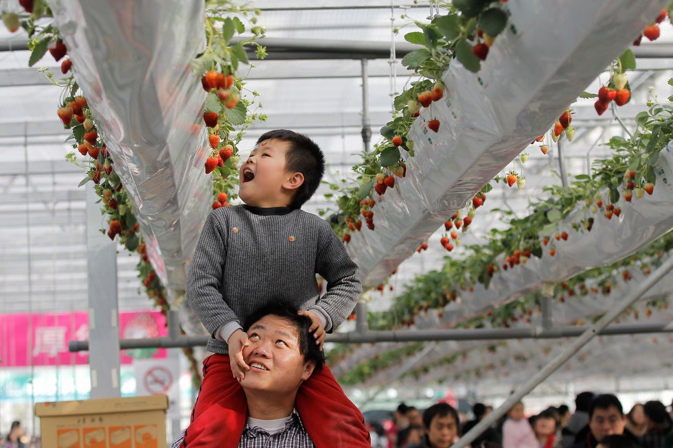 Photographer Lintao Zhang was on the scene at the seventh-annual International Strawberry Symposium in Beijing. Also known as paradise for hungry children. Zhang is a full-time Getty Images photographer based in Beijing.