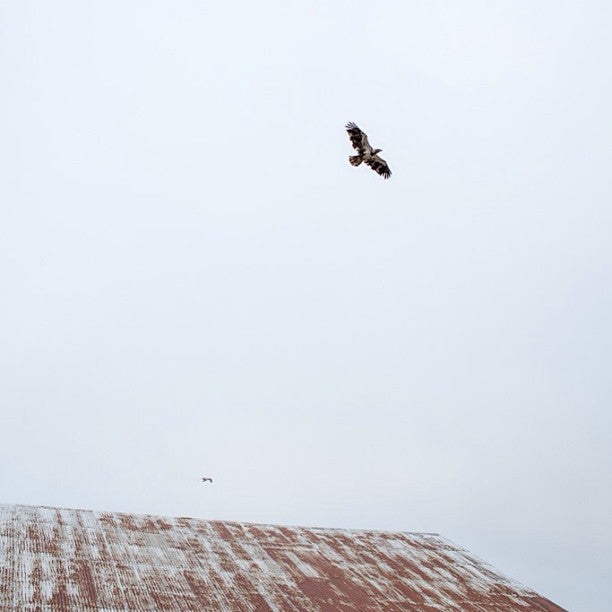 Juvenile Bald Eagle over Peter Pan Cannery