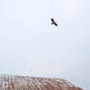 Juvenile Bald Eagle over Peter Pan Cannery
