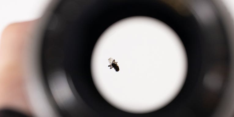 Lens Rentals found a dead fly trapped inside a zoom lens and it barely affected its image quality