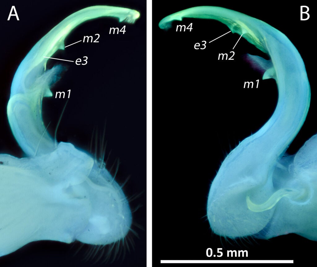 millipede genitals