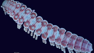 Glowing millipede genitalia give scientists a leg up in the lab