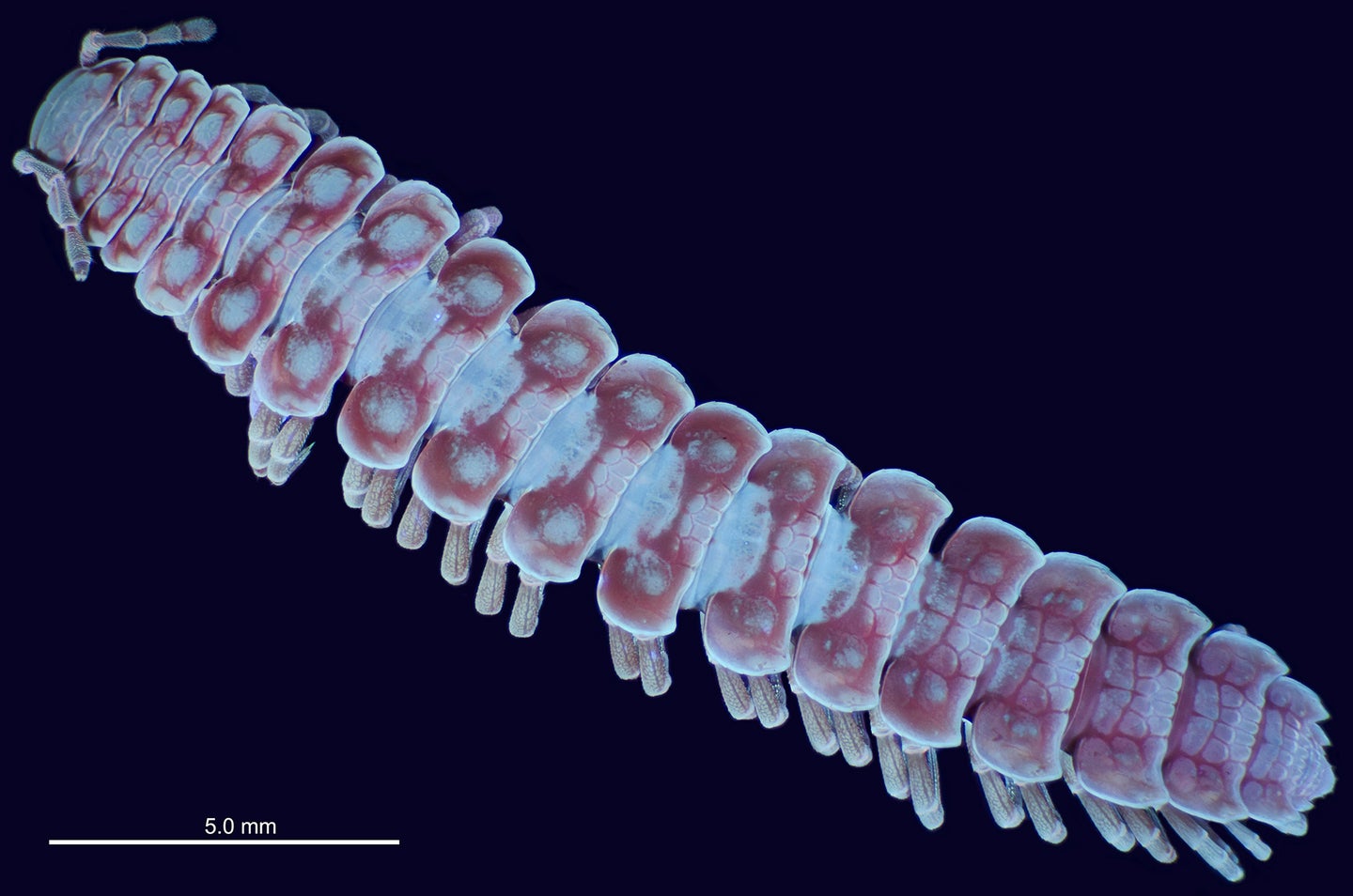 Glowing millipede genitalia give scientists a leg up in the lab