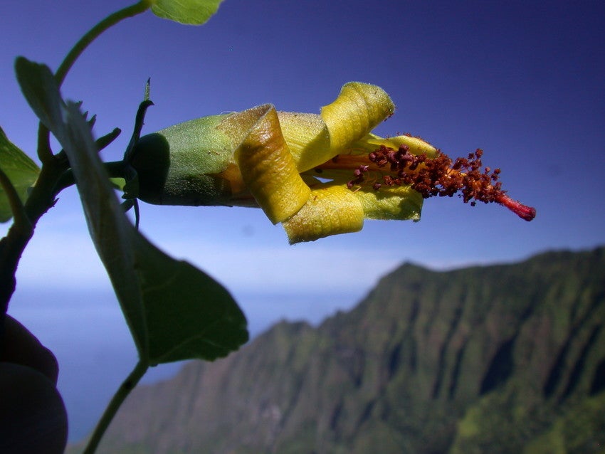 Say ‘aloha!’ to this not-actually-extinct Hawaiian flower