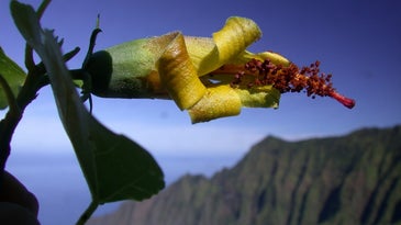 Say ‘aloha!’ to this not-actually-extinct Hawaiian flower
