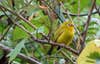 wakatobi white-eye