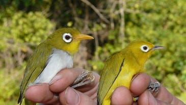Two newly discovered birds are a product of Indonesia’s ‘evolutionary playground’