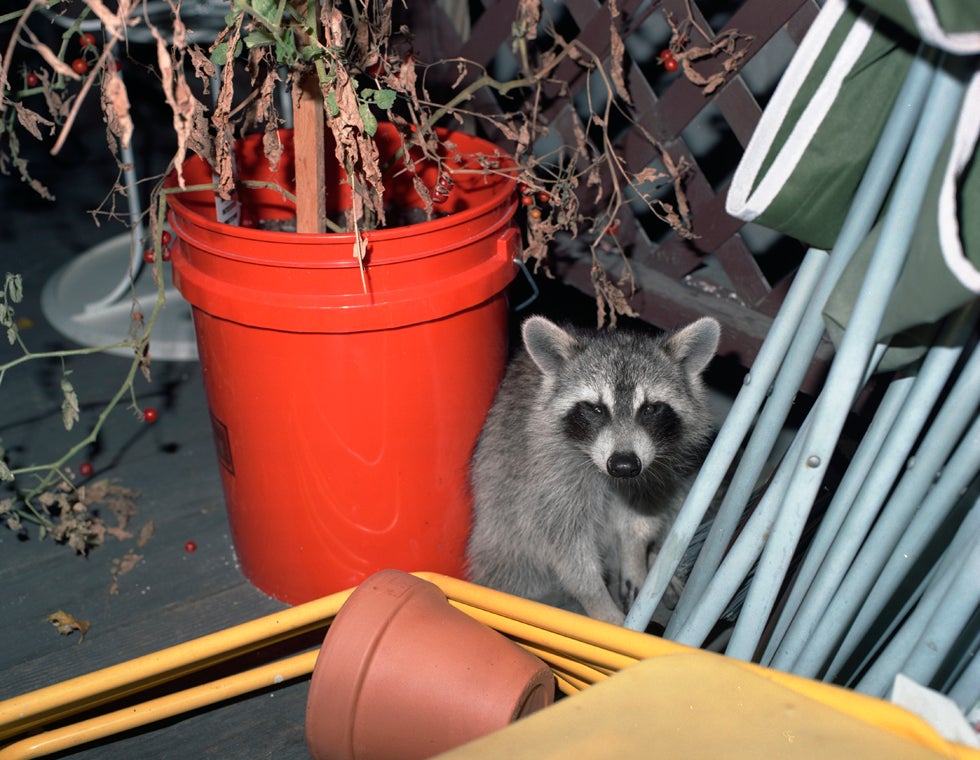 Brooklyn, 2010