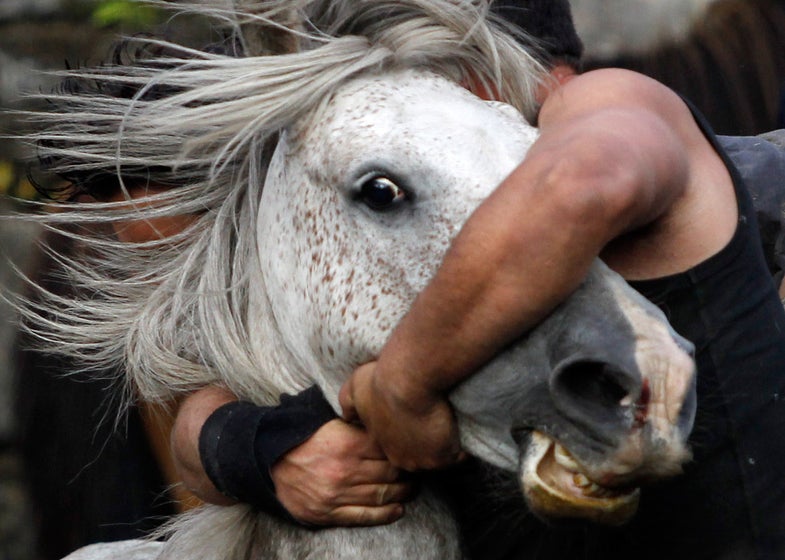 A reveller tries to hold on to a wild horse during the "Rapa Das Bestas" traditional event in the Spanish northwestern village of Sabucedo July 7, 2012. On the first weekend of the month of July, hundreds of wild horses are rounded up, trimmed and groomed in different villages in the Spanish northwestern region of Galicia. REUTERS/Miguel Vidal (SPAIN - Tags: ANIMALS SOCIETY TPX IMAGES OF THE DAY)