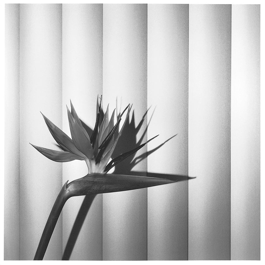 Â© Robert Mapplethorpe Foundation. Mapplethorpe Flora: The Complete Flowers, Phaidon