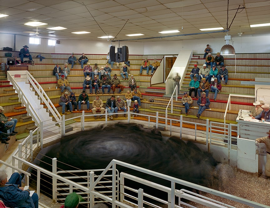 Bassett is one of the state’s top auction houses.  But generally ranchers refer to these places as “sale barns.” Most towns of any size in cattle country have one. Be it for calves or cows, every rancher relies heavily on the sale barn to provide a market and buyers for his cattle. It is custom to stay until everyone’s livestock has been sold, no matter where your own cattle fall in the day’s program (the “poop sheet”), to show concern for your neighbors’ hard work.