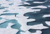The crew of the U.S. Coast Guard Cutter Healy, in the midst of their ICESCAPE mission, retrieves supplies dropped by parachute from a C-130 into the Arctic Ocean. Researchers there are studying the thinning sea ice in hopes of better understanding global climate change.