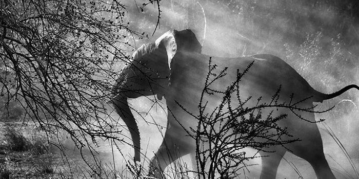 On the Wall: Sebastião Salgado’s Pristine Planet On the Wall: Sebastião Salgado’s Pristine Planet
