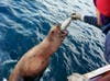 httpswww.popphoto.comsitespopphoto.comfilesfilesgallery-images10Sea_Lion_Feeding.jpg