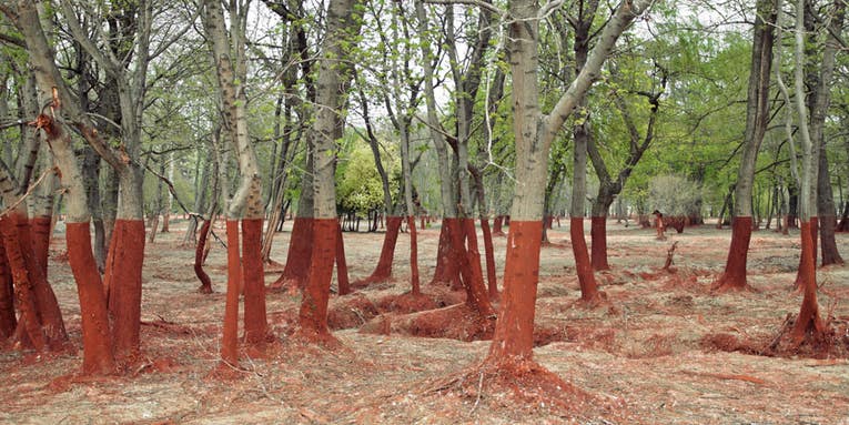 Hungary’s Thick Red Line Hungary’s Thick Red Line