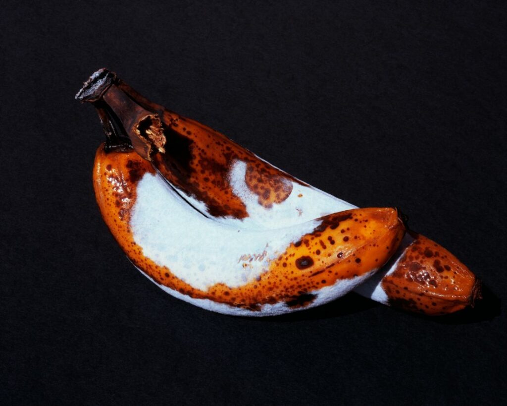 Untitled, Still Life