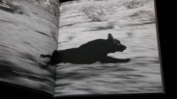 Photobook Collecting in the Age of the Thousand-Dollar Zine