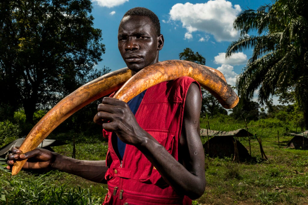 Michael Oryem, 29, is a recently defected Lord's Resistance Army fighter who's L.R.A group was involved in the poaching of Ivory in Garamba National Park in the Democratic Republic of Congo. Garamba is a former base of operations for the LRA and a major source of financing for the notorious group. Oryem is seen with 2 of 6 ivory tusks that he hid and then led the Ugandan forces to inside the border region of the Central African Republic. He claims that the LRA killed many elephants in Garamba National Park in the DRC and that he was ordered by Joseph Kony, the LRA's notorious leader, to bring the ivory to him in Darfur, South Sudan. Ivory is now a real means of financing for the LRA, it is used for both food and weapons supplies and is traded to the Sudanese Army who transports it north to Khartoum. Oryem was abducted by the group when he was 9 and lived with them for over 17 years in the wild. He was made a commander in the group at the age of 12. The LRA is infamous for the killing and abduction of thousands of civilians across multiple countries. He defected and is now a member of the Ugandan Army, UPDF, African Union force hunting the LRA.