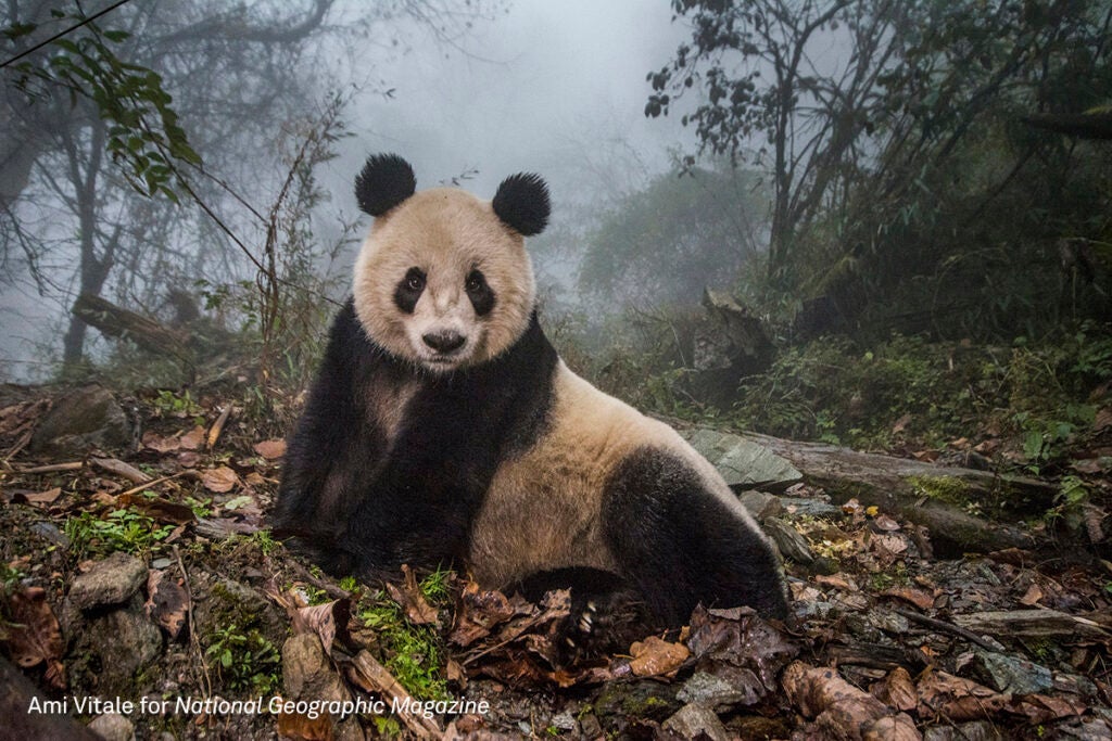 World Press Photo