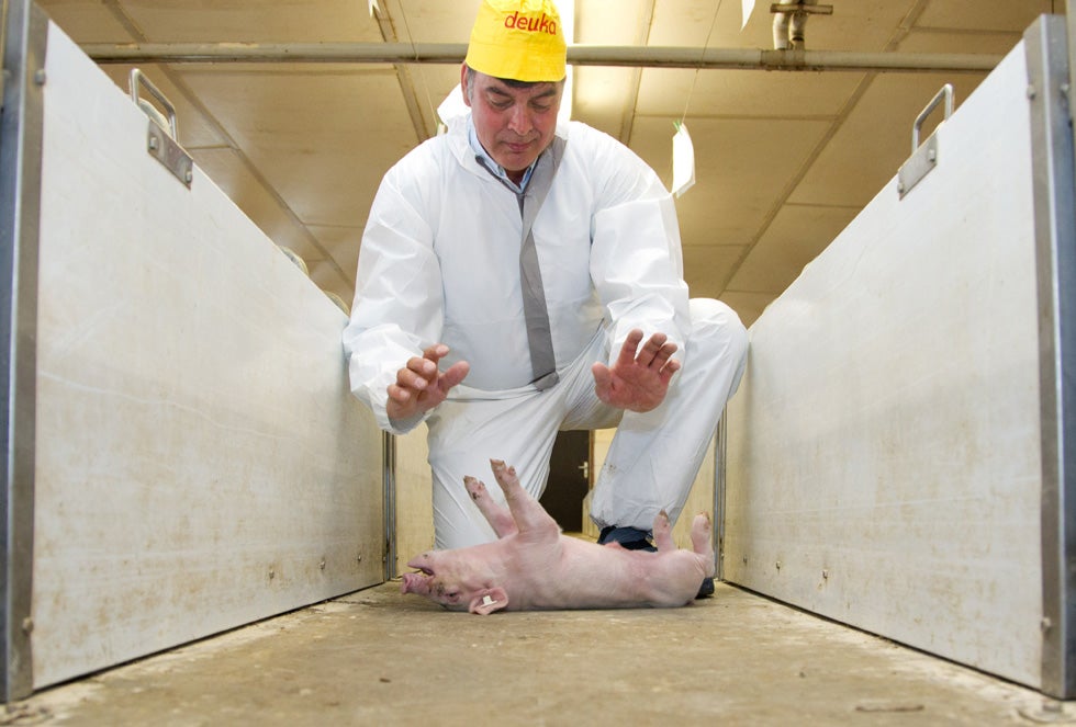 Dutch "swine whisperer" Kees Scheepens hypnotizes a piglet to measure stress conditions in a pigsty in Duelmen, western Germany, on June 22, 2012. The swine whisperer has already given advise to around 15,000 farmers. Friso Gentsch is a stringer for AFP based out of Germany.