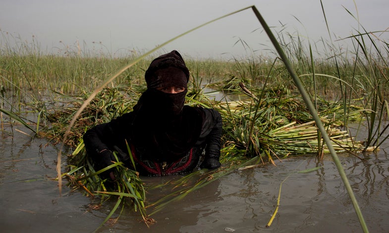 Women from Romelle drive all the way to near Chibaish to collect reeds in the morning. They live near the Glory River where there is no water and grass. Local men stopped them and teased them and when one woman yelled at him they started telling them they shouldn't come here because its not their marsh. They have some kind of infection from being in the marsh.