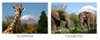 [Promotional images of Fuji Safari Park](http://www.yokoso-japan.jp/en/39396.html)
