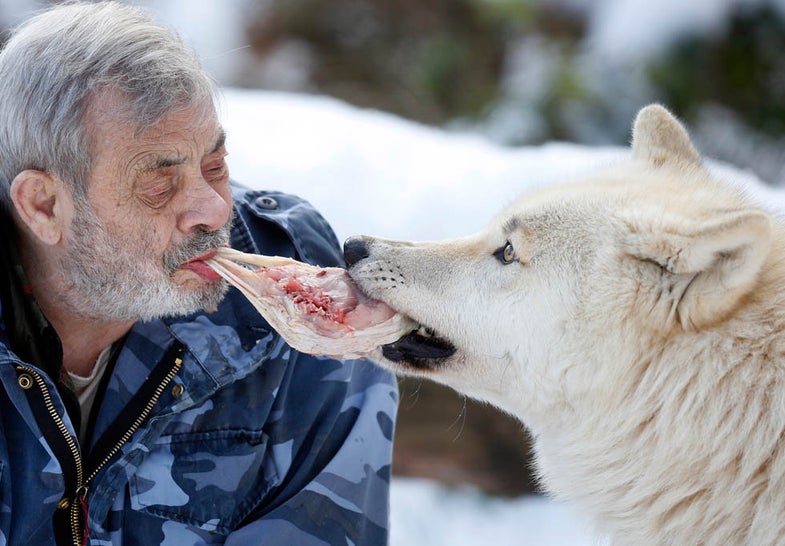 Wolf researcher Werner Freund feeds Arctic wolves with meat with his mouth in an enclosure at Wolfspark Werner Freund, in Merzig in the German province of Saarland January 24, 2013. REUTERS/Lisi Niesner - RTR3CZIJ