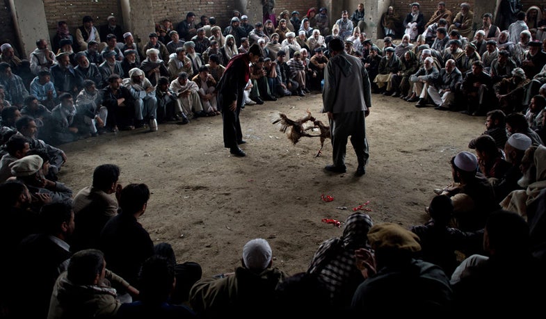 Roosters duel during a cockfighting match in the Afghan capital Kabul on April 20, 2012. Cockfighting, known as "Murgh Janghi"ù In the Afghan Dari language, is a popular game among Afghans during the winter season which was banned by the Taliban rulers. Spring marks the start of the "fighting season" for humans involved in Afghanistan's decade-long war -- but for birds, dogs, camels and even kites it reaches its peak. AFP PHOTO/ JOHANNES EISELE (Photo credit should read JOHANNES EISELE/AFP/GettyImages)