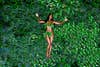 httpswww.popphoto.comsitespopphoto.comfilesimages201511omar_victor_diop_-_re-mixing_hollywood_-_american_beauty_abidjan_2013.jpg