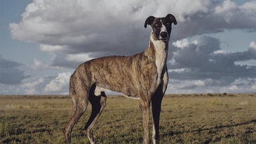 This Is How Getty Museum Does Adorable Animal Photos