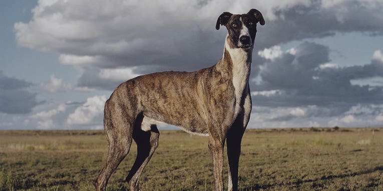 This Is How Getty Museum Does Adorable Animal Photos