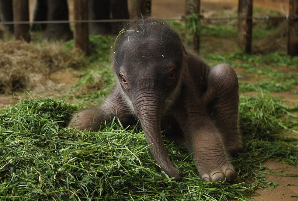 A two-day-old baby Asian elephant attempts to stand up and walk for the first time at the Tierpark Zoo in Berlin, Germany. Sean Gallup has been a Berlin-based staff photographer with Getty Images since 2002.