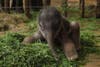 A two-day-old baby Asian elephant attempts to stand up and walk for the first time at the Tierpark Zoo in Berlin, Germany. Sean Gallup has been a Berlin-based staff photographer with Getty Images since 2002.