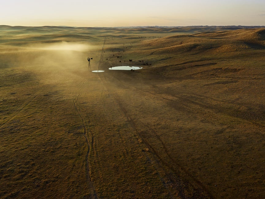 Cattle and a heron share a drink at the tank in the residual morning fog.  Much of the success of cattle ranching in the Sandhills is due to the shallow reach down to the Ogallala Aquifer. In some places it’s only six feet to water, so one can easily and cheaply put down a windmill in order to water livestock anywhere in the vastness of this terrain. (There are many sub-irrigated meadows that provide hay at the driest of times.) The hilly landscape provides the herd with protection from the wind and snow.  However the quality of the grass is not as good as on hard soil land, so it can still take twenty to thirty acres to support just one cow/calf pair.