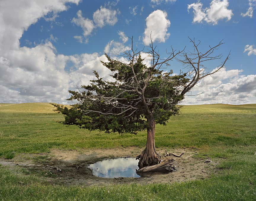 This tree originally stood in the yard of a two-story log house owned by Del Hatten.
As the story was related to me, one day his wife left him and went back to her parents; Del, who was drunk, went looking for her, took a shot at her on her folks’ porch and, although he missed her, he assumed she was dead and promptly rode down to the river and killed himself.  He was originally buried just outside the little cemetery just down the road from this tree, although the unmarked grave is now inside the fence.