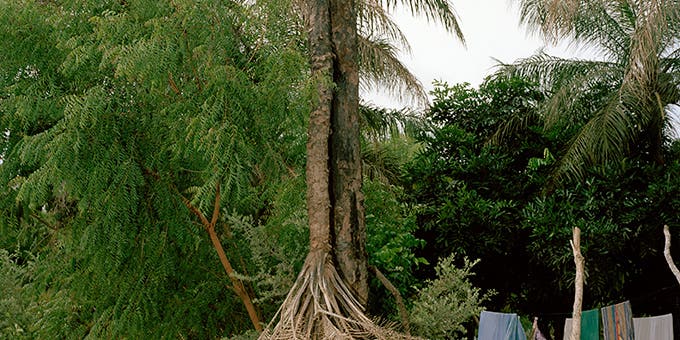 Paris Photo: The Depressive Palm Tree