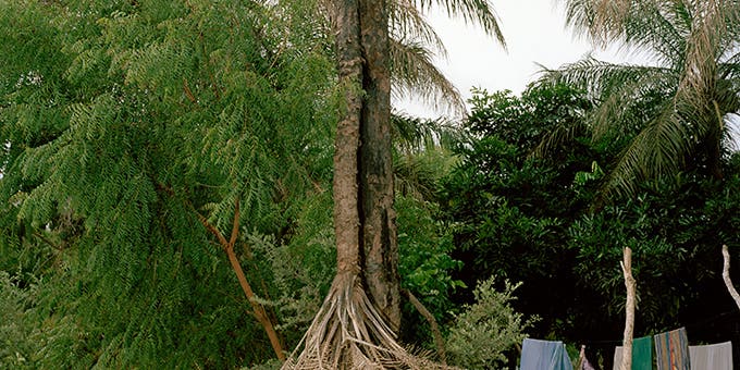 Paris Photo: The Depressive Palm Tree Paris Photo: The Depressive Palm Tree